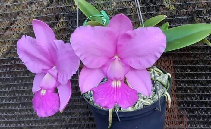 Cattleya walkeriana tipo 'Santa Clara' x 'Ana Clara'
