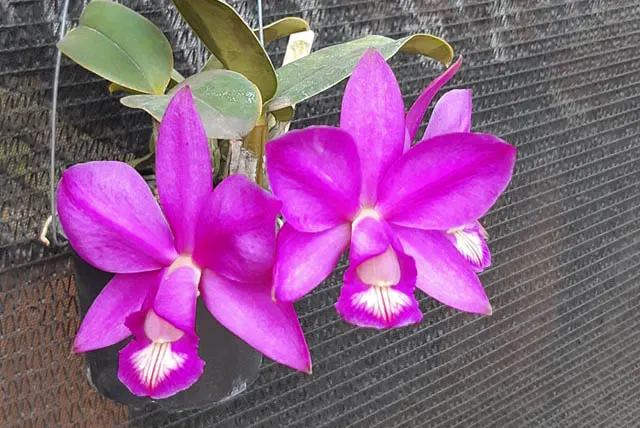 Cattleya nobilior rubra 'Golias' x rubra