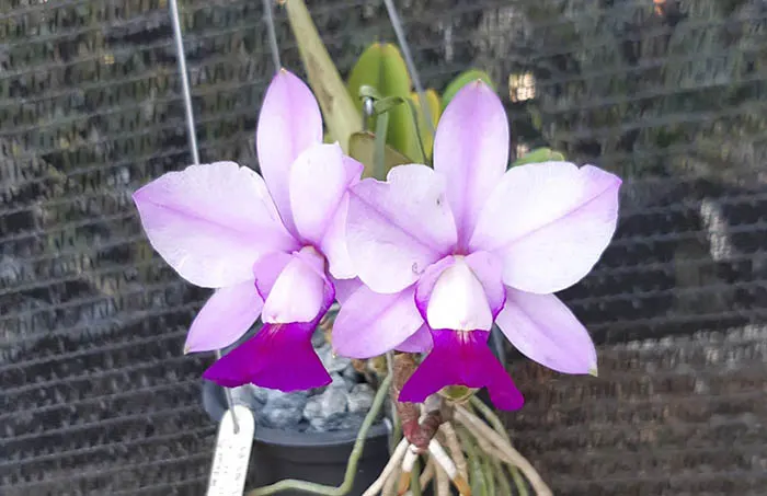 Cattleya walkeriana semi-alba ('De Puanani' x 'Tokio') x 'Heloisa Hulman'