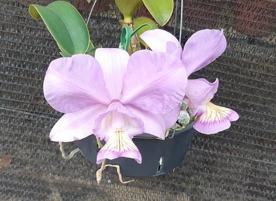 Cattleya nobilor amalie XXX x 'Especial Caliman'