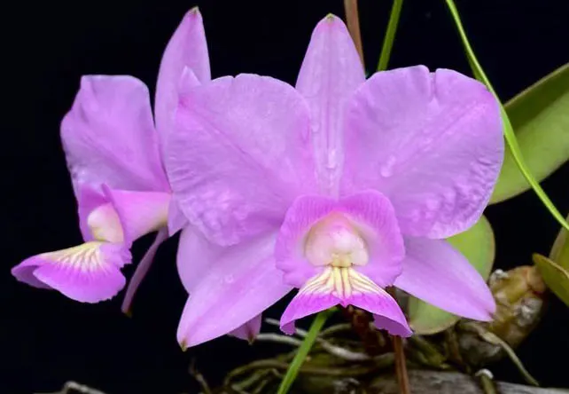 Cattleya nobilior 'Kaue' x 'Fatal Atraction'