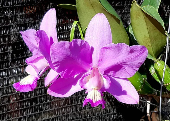 Cattleya nobilior concolor 'Priscila' x tipo 'Caliman'