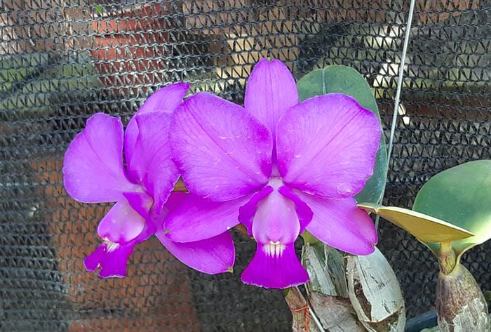 Cattleya walkeriana tipo 'Brauna'