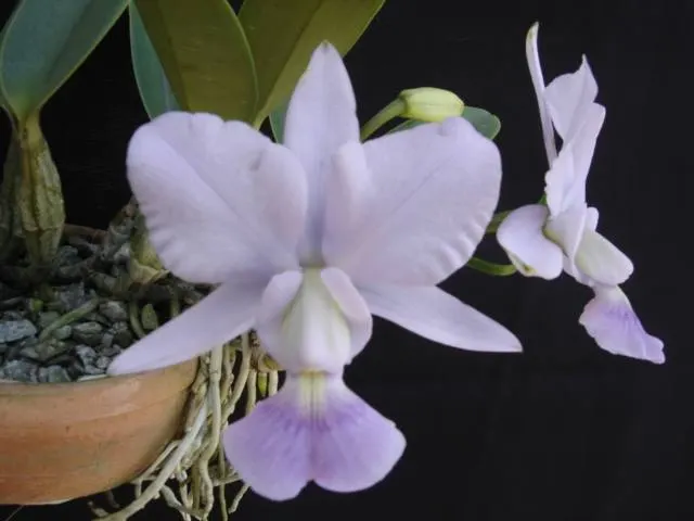 Cattleya walkeriana coerulea 'Rotina'