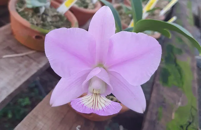 Cattleya nobilior 'DRW' x 'Fatal Ataction'