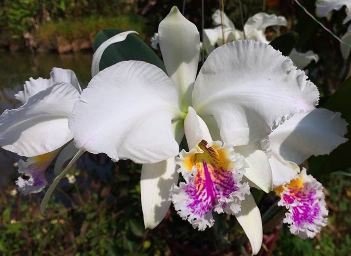 Cattleya mossiae semi alba 'Pica Pau' x self