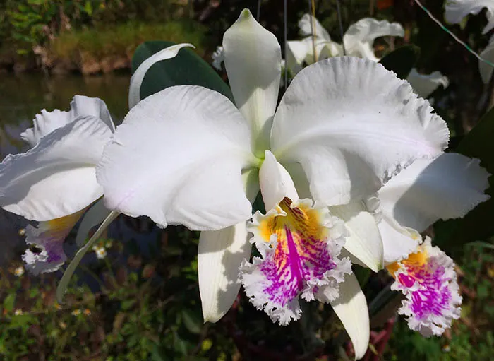 Cattleya mossiae semi alba 'Pica Pau' x self