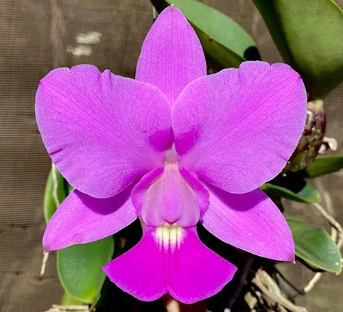 Cattleya walkeriana tipo 'Paula' x 'Cinquentenario'