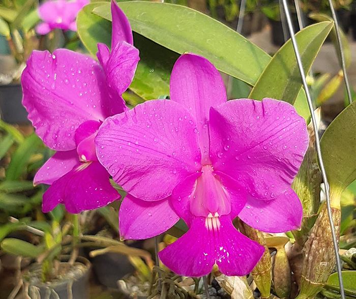 Cattleya walkeriana tipo 'Labelao' x 'Aroeira'