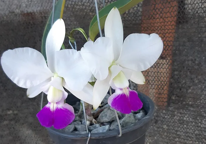 Cattleya walkeriana semi-alba 'Sta Gertrudes' x semi-alba 'Tokio'