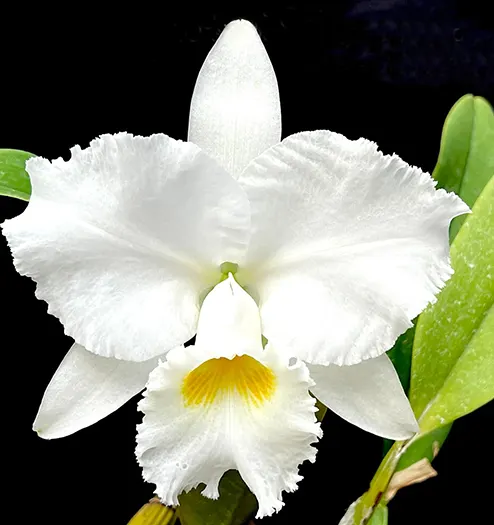 Cattleya labiata alba 'Kerginaldo' x self