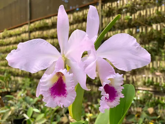 Cattleya labiata var rosada 'Dieder' x self