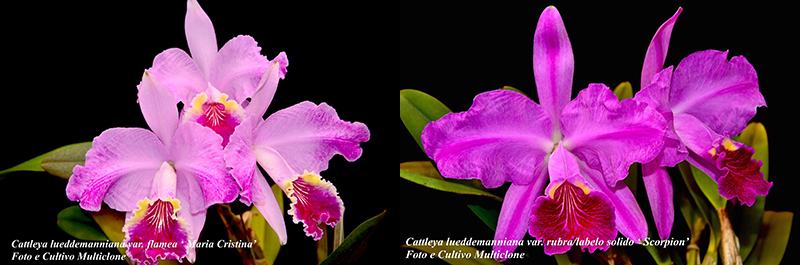 Cattleya lueddemanniana var flamea 'Maria Cristiana' x rubra 'Scorpion'