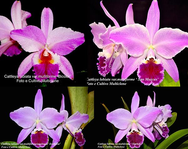Cattleya labiata var multiforme
