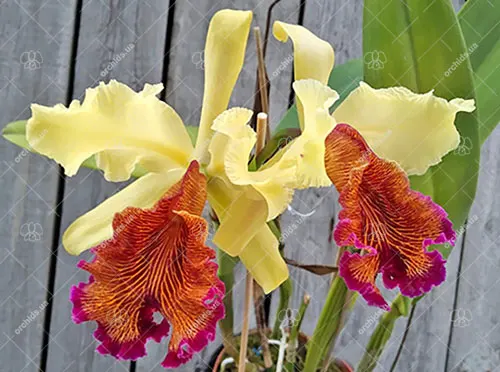 Cattleya dowiana var aurea 'Gold Fish' x self