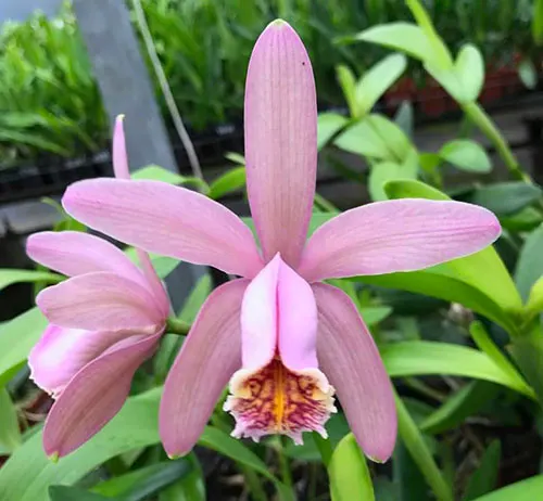 Cattleya forbesii rubra 'Gomes' x self