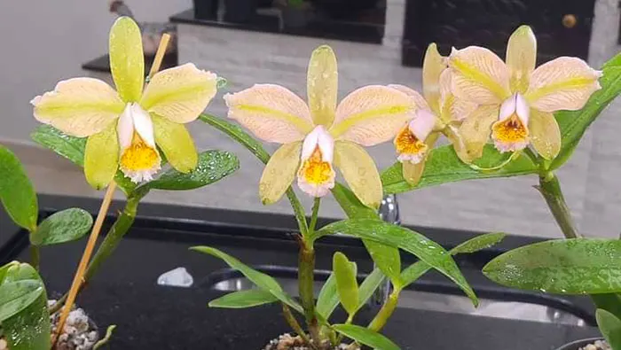 Cattleya forbesii trilabelo 'EH'