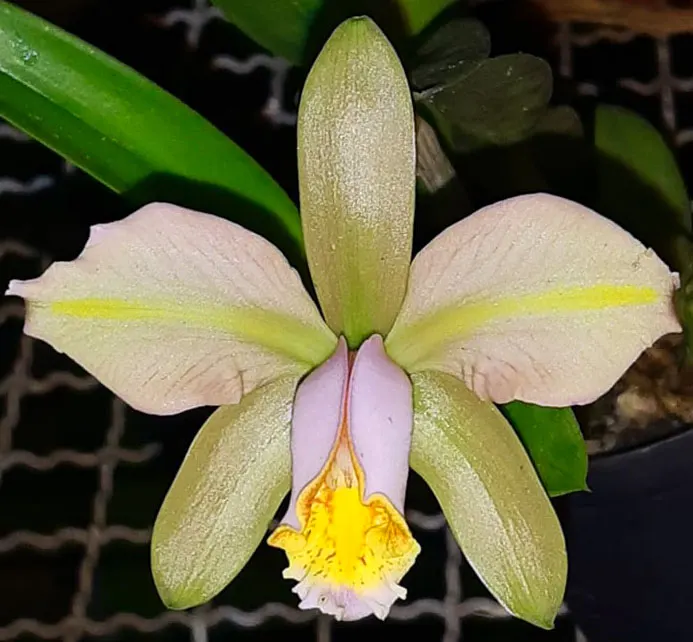 Cattleya forbesii trilabelo 'Gomes'