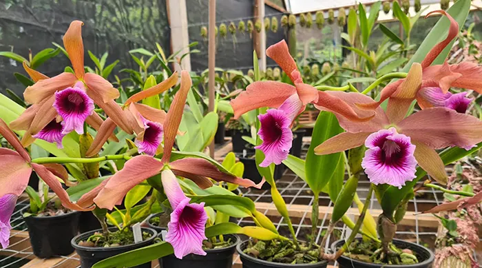 Laelia tenebrosa 'Caliman' x self