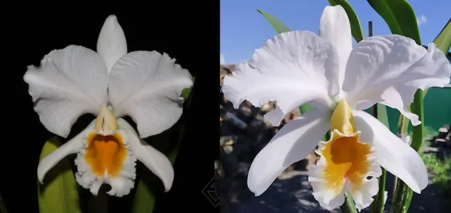 Cattleya percivaliana alba 'Oro Cochano' x percivaliana albescens 'Sonia Urbano'