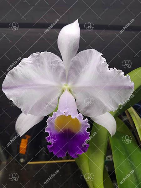 Cattleya trianae coerulea 'Kao' x self