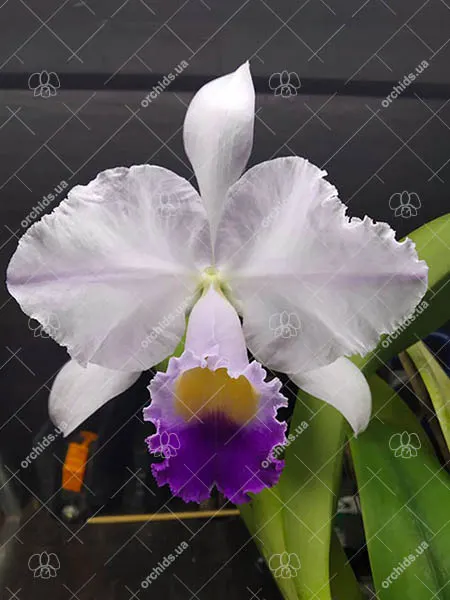 Cattleya trianae coerulea 'Kao' x self