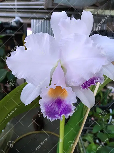 Cattleya trianae coerulea 'Caliman'