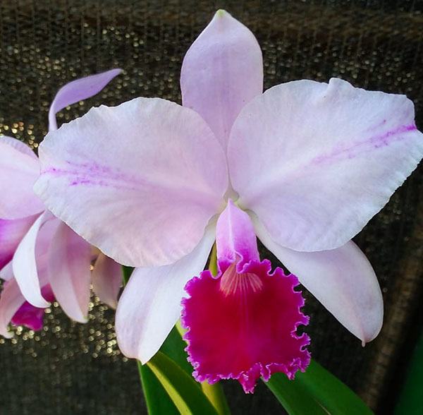 Cattleya trianae pincelada 'Suamena' x self