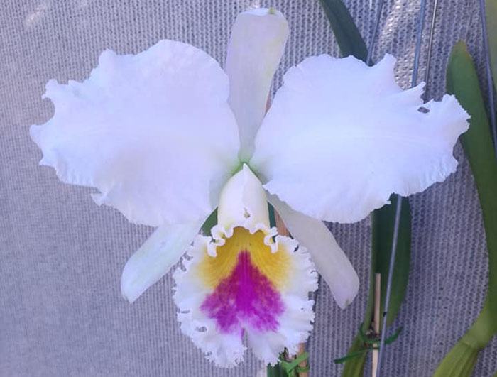 Cattleya gaskelliana semi-alba 'Rainha dos Belgas' x self