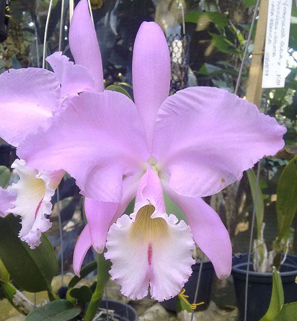 Cattleya labiata 'Olga' x 'Cara Branca'