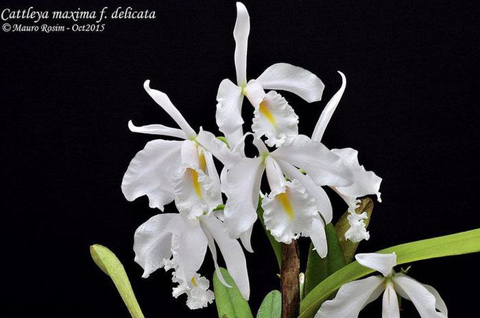 Cattleya maxima delicata
