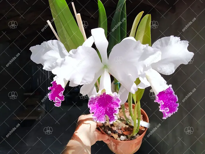 Cattleya mossiae semi-alba 'Kimberly'