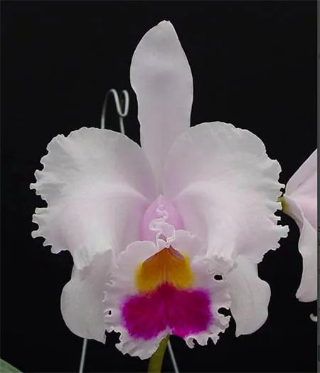 Cattleya trianae 'Winter Giant' (4N) x self