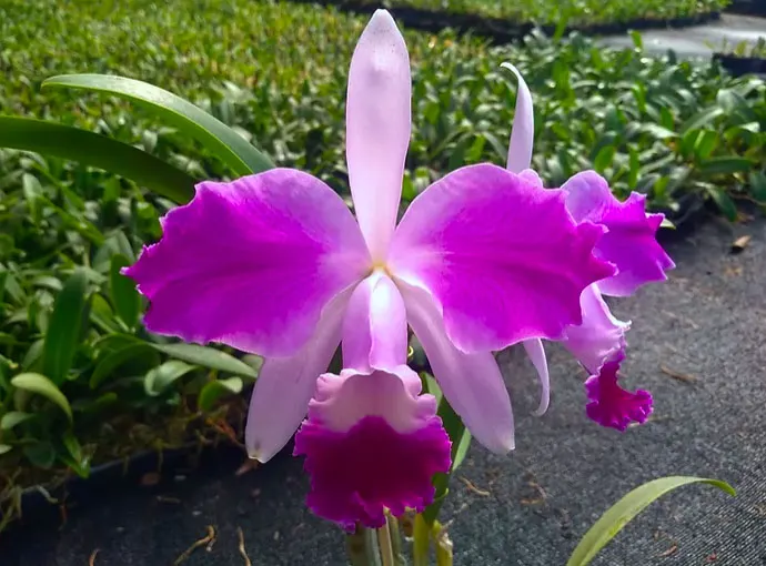 Cattleya Dipozzi Tiziano coerulea x trianae coerulea