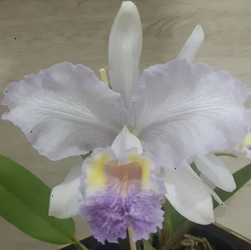 Cattleya lueddemanniana coerulea 'Caliman' x coerulea venosa