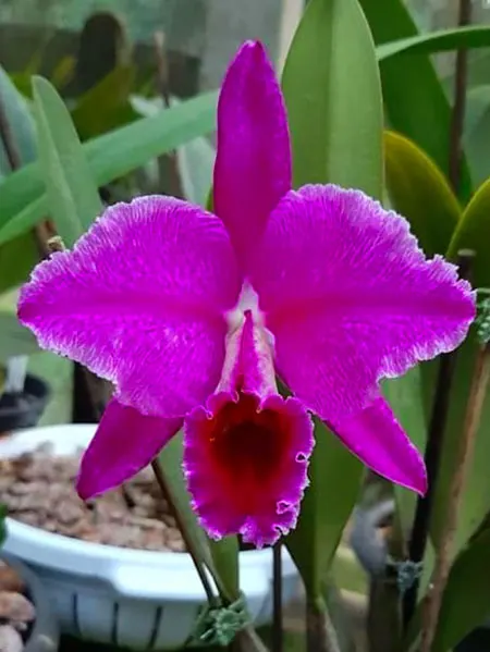 Cattleya percivaliana rubra marmorada 'Osvaldo' x self