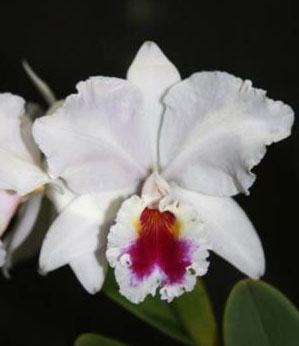 Cattleya labiata semi-alba 'Mario Arruda' x 'Garganta Escura'