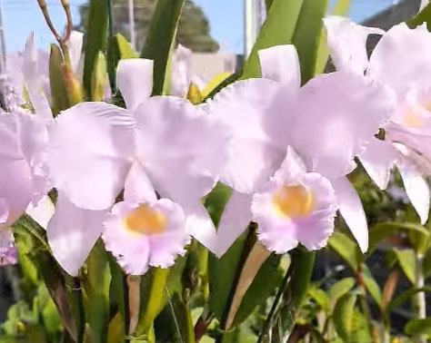Cattleya trianae concolor 'Maria Leopoldina' x self