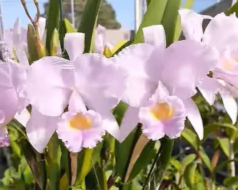 Cattleya trianae concolor 'Maria Leopoldina' x self