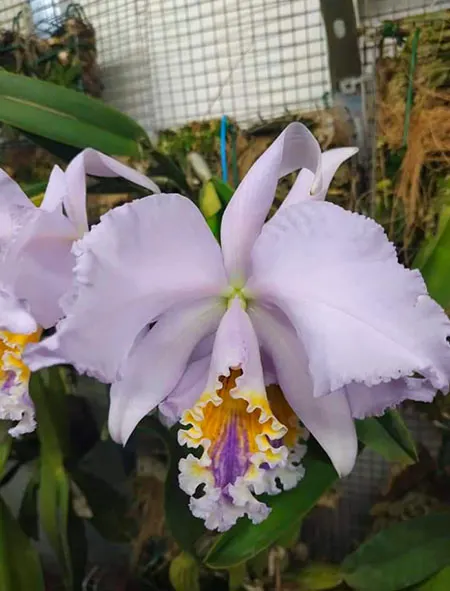 Cattleya mossiae coerulea 'JD' x self