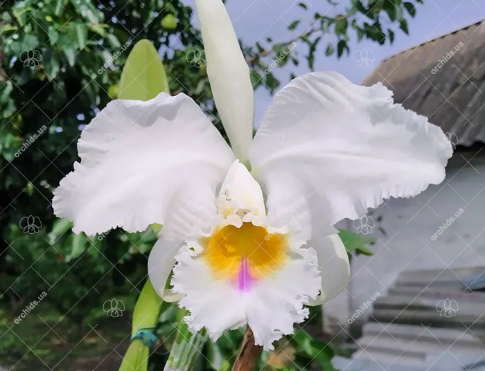 Cattleya mossiae amesiana 'La Campeona'