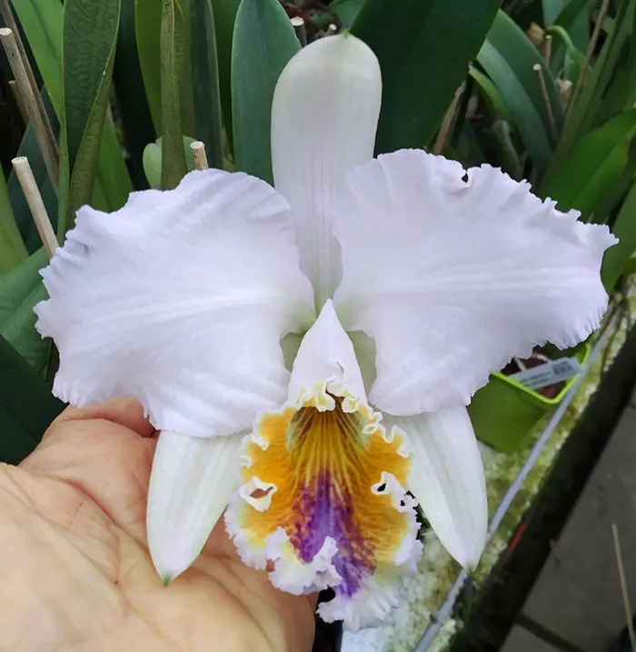 Cattleya mossiae coerulea 'Estrella de la India' x self