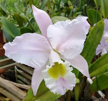Cattleya gaskelliana semi-alba 'Rainha dos Belgas' x 'Eneas'