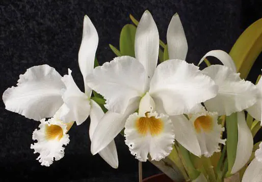 Cattleya gaskelliana alba 'Bem Boa'