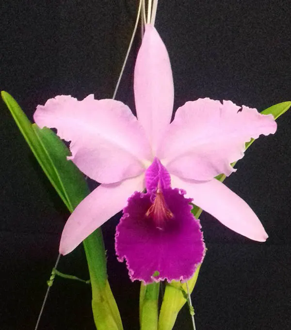 Cattleya warscewiczii tipo 'Hamilton Bicalho'