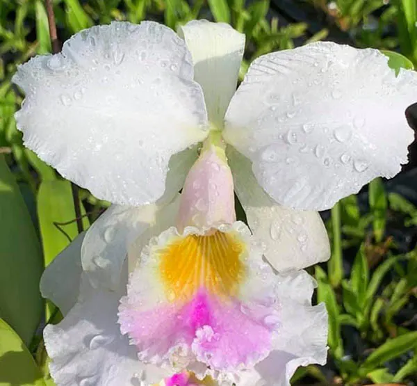 Cattleya gaskelliana suave 'Sutil'