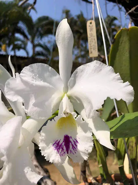 Cattleya warneri semi-alba 'Itabirana'