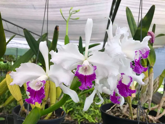 Laelia lobata semi-alba 'Maria Cristina' x self