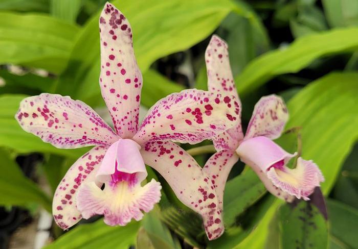 Cattleya Tsiku Eglantine coerulea x aclandiae coerulea