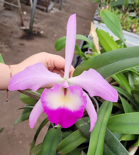 Rhyncholaeliocattleya Orpheus (Brassavola glauca x Cattleya trianae)